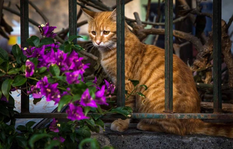 confused-sicilian-cat_15999473335_o